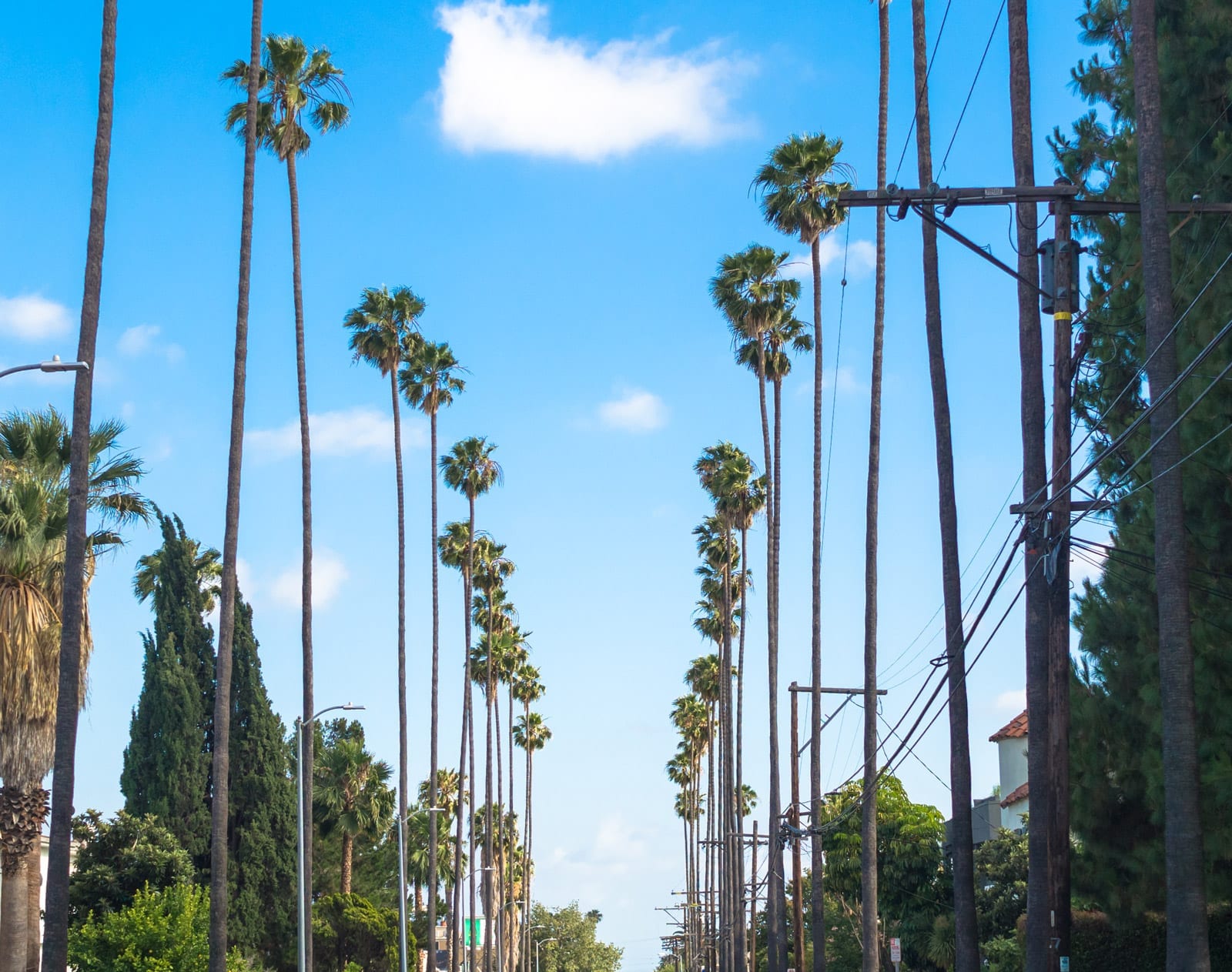 LA street with palm trees in color